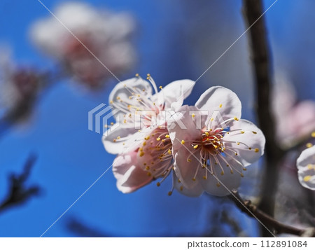 Red plum blossoms telling the coming of spring Red plum blossoms telling the coming of spring 112891084