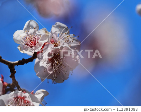 紅梅花告訴春天的到來 112891088