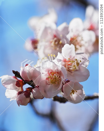 紅梅花告訴春天的到來 112891094