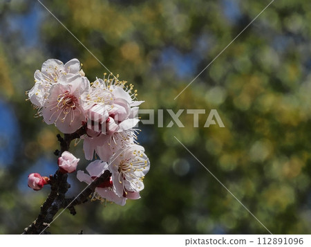 Red plum blossoms telling the coming of spring Red plum blossoms telling the coming of spring 112891096