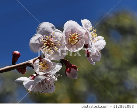 紅梅花告訴春天的到來 112891098