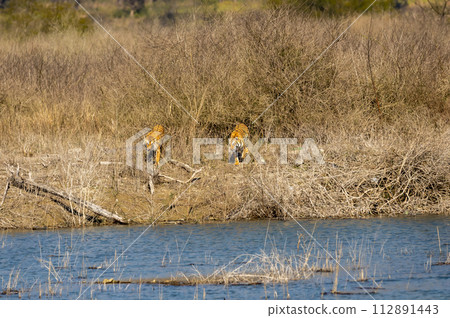 two wild adult female tigers or panthera tigris face off territorial fight after invasion in territory solitary animal behavior dhikala zone jim corbett national park forest reserve uttarakhand india 112891443