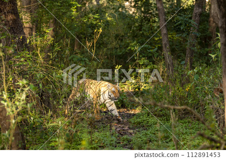 indian wild female tiger or panthera tigris walking territory stroll in natural scenic green background winter season day safari at dhikala jim corbett national park forest reserve uttarakhand india indian wild female tiger or panthera tigris walking territory stroll in natural scenic green background winter season day safari at dhikala jim corbett national park forest reserve uttarakhand india 112891453