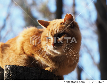 A cat illuminated by the sunset A cat illuminated by the sunset 112891674