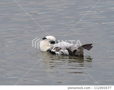 Male merganser preening on the water Male merganser preening on the water 112891677