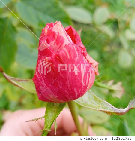 rosebud rosebud 112891753