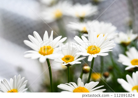 Floating chrysanthemum flowers - special blooming of Magarei. Selective focus of white oil flowers and green leaves in the flower garden, named for the name of the daisies chrysanthemums or the beautiful chrysanthemums of the daisies, one Floating chrysanthemum flowers - special blooming of Magarei. Selective focus of white oil flowers and green leaves in the flower garden, named for the name of the daisies chrysanthemums or the beautiful chrysanthemums of the daisies, one 112891824