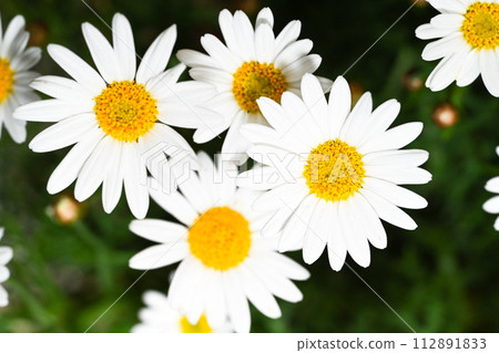 Floating chrysanthemum flowers - special blooming of Magarei. Selective focus of white oil flowers and green leaves in the flower garden, named for the name of the daisies chrysanthemums or the beautiful chrysanthemums of the daisies, one Floating chrysanthemum flowers - special blooming of Magarei. Selective focus of white oil flowers and green leaves in the flower garden, named for the name of the daisies chrysanthemums or the beautiful chrysanthemums of the daisies, one 112891833