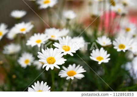 Floating chrysanthemum flowers - special blooming of Magarei. Selective focus of white oil flowers and green leaves in the flower garden, named for the name of the daisies chrysanthemums or the beautiful chrysanthemums of the daisies, one Floating chrysanthemum flowers - special blooming of Magarei. Selective focus of white oil flowers and green leaves in the flower garden, named for the name of the daisies chrysanthemums or the beautiful chrysanthemums of the daisies, one 112891853