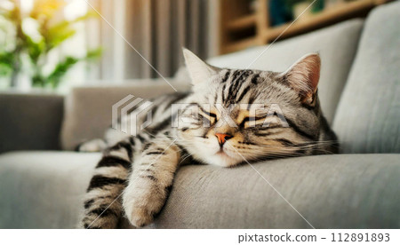 American Shorthair Cat Sleeping on a Sofa in a Living Room - Generative Ai 112891893
