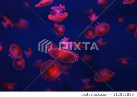 Mediterranean jellyfish, Cotylorhiza tuberculata or fried egg jellyfish swimming in aquarium Mediterranean jellyfish, Cotylorhiza tuberculata or fried egg jellyfish swimming in aquarium 112891899