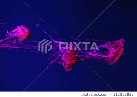 Group of fluorescent jellyfish swimming underwater aquarium pool with red neon light. 112891922