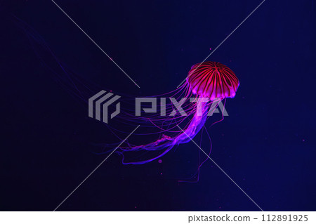 Fluorescent jellyfish swimming underwater aquarium pool with red neon light. 112891925
