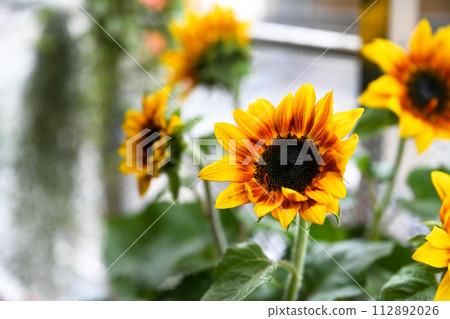 黃色野花呈鮮黃色,中心葉為紅色、酒紅色。 黃色野花呈鮮黃色,中心葉為紅色、酒紅色。 112892026