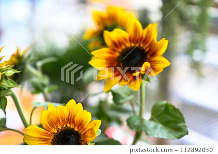 黃色野花呈鮮黃色,中心葉為紅色、酒紅色。 黃色野花呈鮮黃色,中心葉為紅色、酒紅色。 112892030