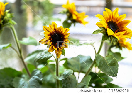 黃色野花呈鮮黃色,中心葉為紅色、酒紅色。 黃色野花呈鮮黃色,中心葉為紅色、酒紅色。 112892036