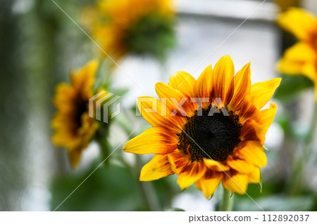 黃色野花呈鮮黃色,中心葉為紅色、酒紅色。 黃色野花呈鮮黃色,中心葉為紅色、酒紅色。 112892037