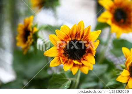 黃色野花呈鮮黃色,中心葉為紅色、酒紅色。 黃色野花呈鮮黃色,中心葉為紅色、酒紅色。 112892039