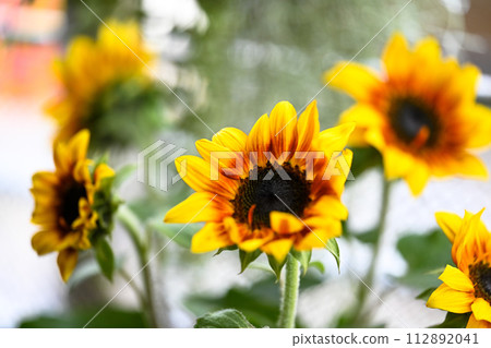 黃色野花呈鮮黃色,中心葉為紅色、酒紅色。 黃色野花呈鮮黃色,中心葉為紅色、酒紅色。 112892041