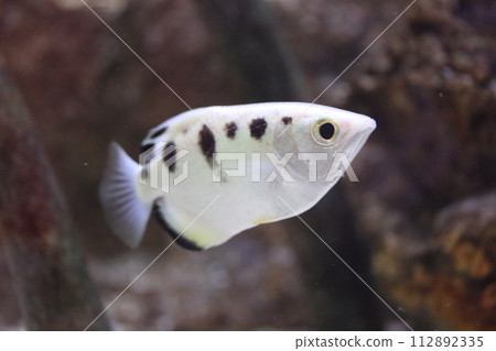 banded archerfish  (Toxotes jaculatrix) 112892335