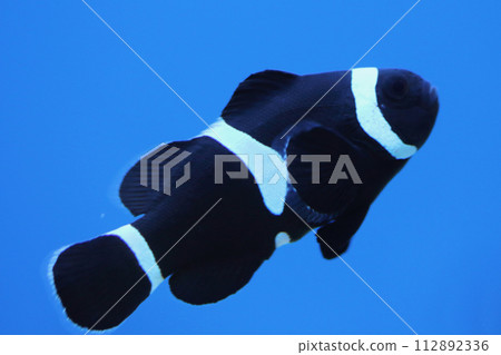 Schwarzer Orangeringel-Clownfisch ocellaris clownfish (Amphiprion ocellaris) Schwarzer Orangeringel-Clownfisch ocellaris clownfish (Amphiprion ocellaris) 112892336