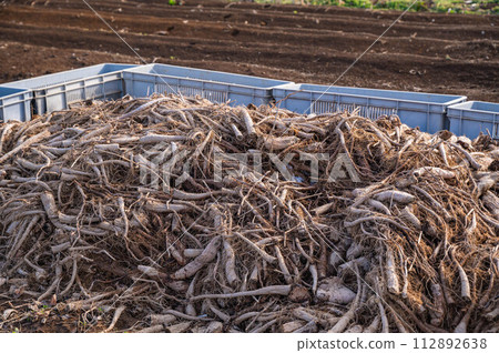 從長長的馬鈴薯田裡挖出的廢物 112892638