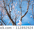 藍天白雲梅花 112892924