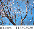 在藍天的李子開花 112892926