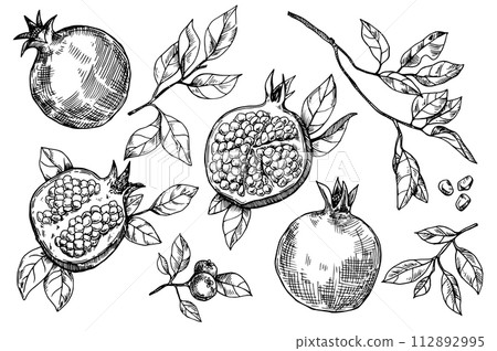 pomegranate, sketch, fruit 112892995