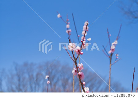 White plum shining in the blue sky 112893070