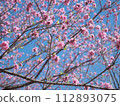 梅花盛開 112893075