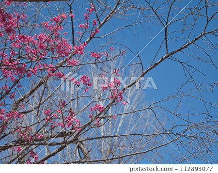 Red plum blossoms shining against the blue sky 112893077