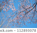 櫻花在藍天的襯托下格外顯眼 112893078