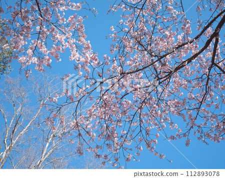櫻花在藍天的襯托下格外顯眼 櫻花在藍天的襯托下格外顯眼 112893078