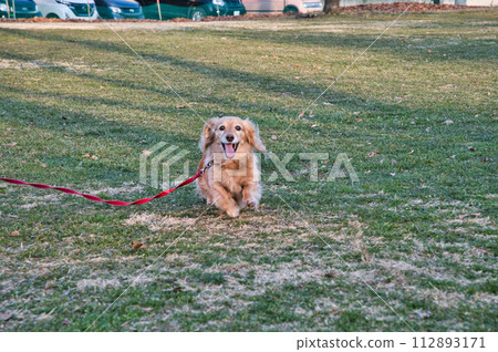 迷你臘腸狗在公園微笑 112893171
