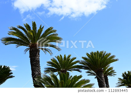 蘇鐵與藍天-熱帶形象 蘇鐵與藍天-熱帶形象 112893445