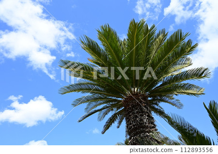 Cycads and blue sky - tropical image Cycads and blue sky - tropical image 112893556