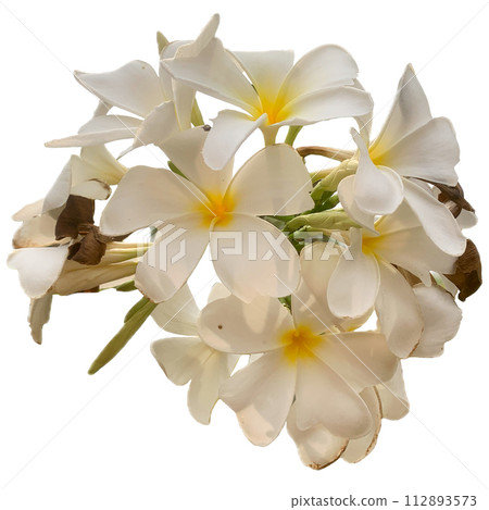 white and yellow frangipani flowers on white 112893573