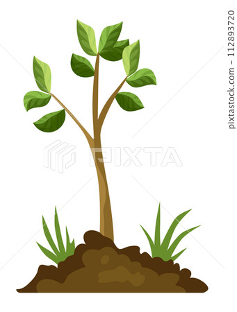 Stage of tree growth. Small tree growth with green leaf and branches. Illustration of business cycle development 112893720