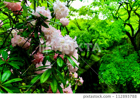 [Kyoto] Tofukuji Temple in spring, bright blue maple leaves and stone camphor flowers 112893788