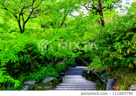 【京都】春天的東福寺、仙玉館的藍楓葉 112893790