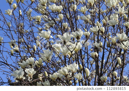 White magnolia flowers blooming in the spring garden White magnolia flowers blooming in the spring garden 112893815
