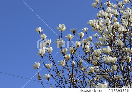 White magnolia flowers blooming in the spring garden White magnolia flowers blooming in the spring garden 112893816