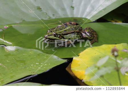 Wasserfrosch    Pelophylax    (Pelophylax) 112893844