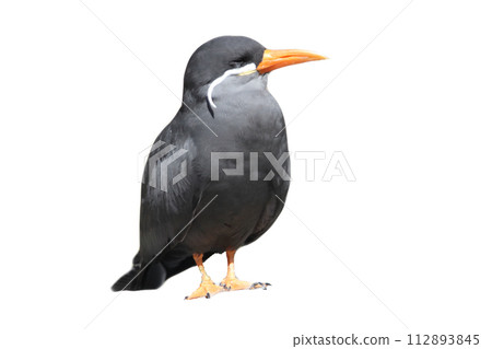 Inkaseeschwalbe   Inca tern  (Larosterna inca) 112893845