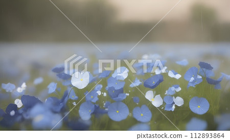 Nemophila on a rainy day 112893864