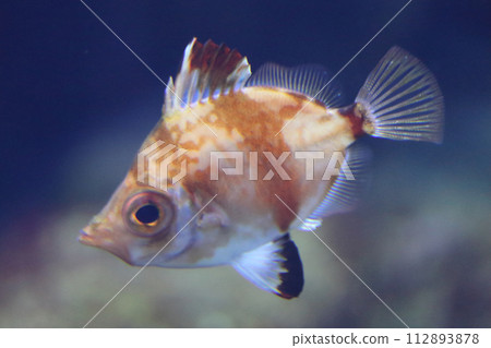 Eberfisch  Boarfish   (Capros aper) 112893878