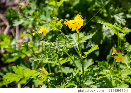 Celandine (Chelidonium majus) 112894234