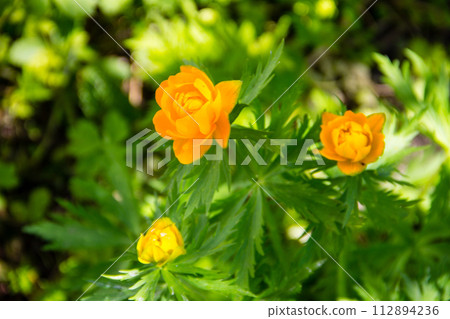 Globeflower (Trollius asiaticus) on flowerbed in garden Globeflower (Trollius asiaticus) on flowerbed in garden 112894236