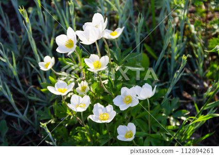 White wood anemones flowers (Anemone nemorosa) 112894261